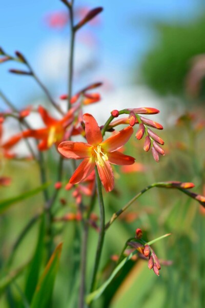 Montbretie Crocosmia x crocosmiiflora 'Carmine Brilliant' 5-10 Topf P9 Crocosmia x crocosmiiflora 'Carmine Brilliant'