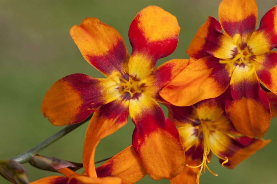 Montbretie Crocosmia x crocosmiiflora 'Emily McKenzie' 5-10 Topf P9 Crocosmia x crocosmiiflora 'Emily McKenzie'