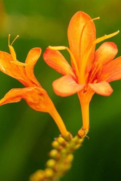 Montbretie Crocosmia masoniorum 5-10 Topf P9 Crocosmia masoniorum