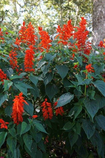 Montbretie Crocosmia x crocosmiiflora 'Red King' 5-10 Topf P9 Crocosmia x crocosmiiflora 'Red King'