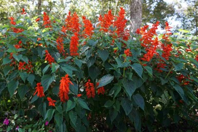 Montbretie Crocosmia x crocosmiiflora 'Red King' 5-10 Topf P9 Crocosmia x crocosmiiflora 'Red King'