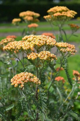 Schafgarbe Achillea millefolium 'Terracotta' Topf Achillea millefolium 'Terracotta'