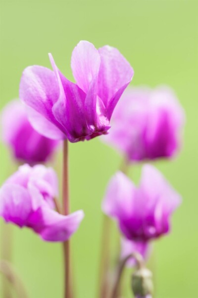 Herbst-Alpenveilchen Cyclamen hederifolium 5-10 Topf P9 Cyclamen hederifolium