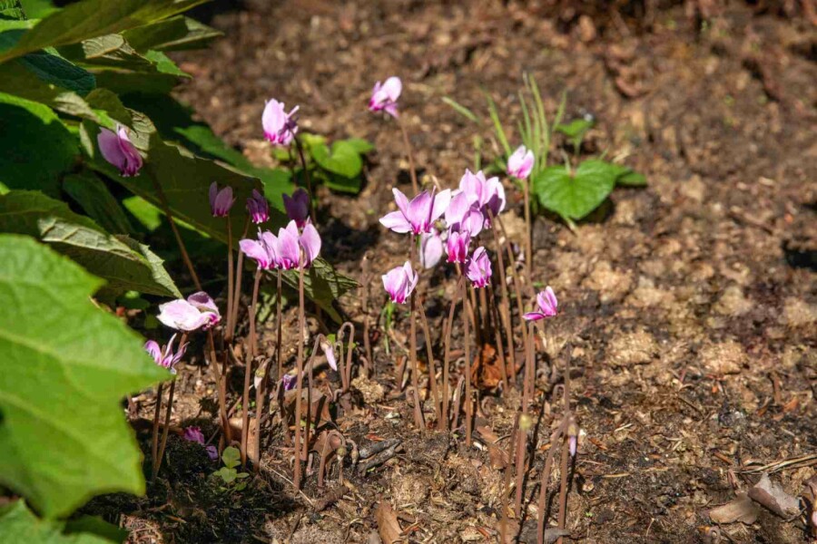 Herbst-Alpenveilchen Cyclamen hederifolium 5-10 Topf P9 Cyclamen hederifolium