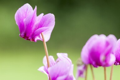 Herbst-Alpenveilchen Cyclamen hederifolium 5-10 Topf P9 Cyclamen hederifolium