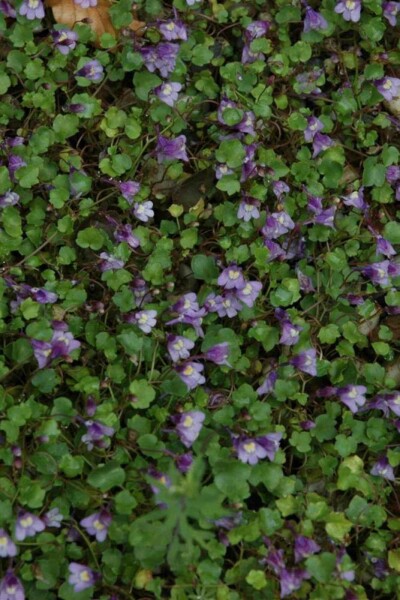 Zimbelkraut Cymbalaria muralis 5-10 Topf P9 Cymbalaria muralis