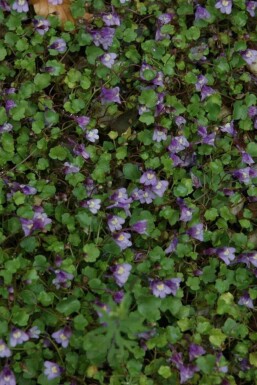Zimbelkraut Cymbalaria muralis 5-10 Topf P9 Cymbalaria muralis