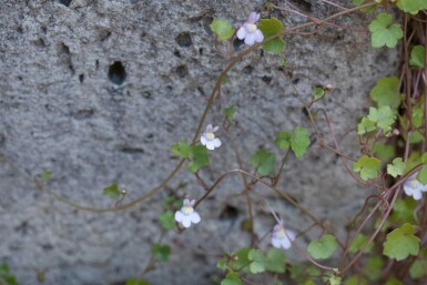 Zimbelkraut Cymbalaria muralis 5-10 Topf P9 Cymbalaria muralis