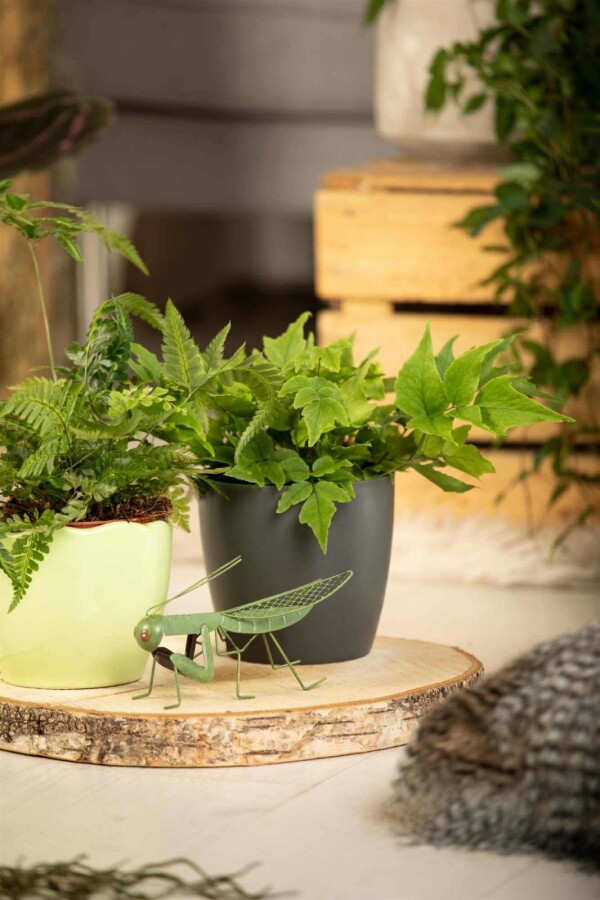 Japanischer schildfarn Cyrtomium fortunei 5-10 Topf P9 Cyrtomium fortunei