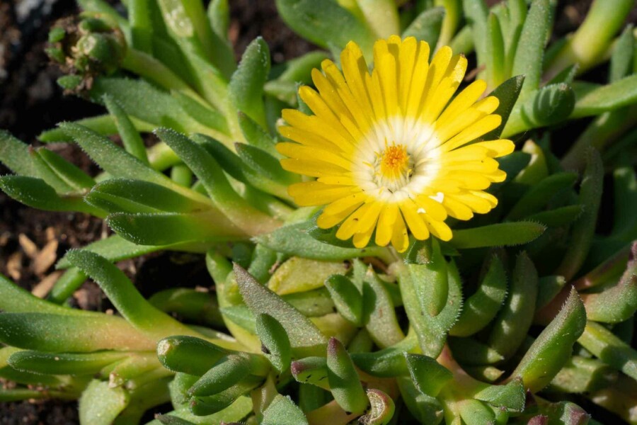 Mittagsblume Delosperma congestum 5-10 Topf P9 Delosperma congestum