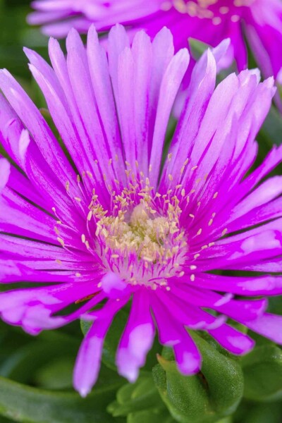 Mittagsblume Delosperma cooperi 5-10 Topf P9 Delosperma cooperi