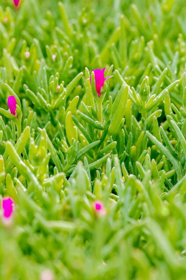 Mittagsblume Delosperma cooperi 5-10 Topf P9 Delosperma cooperi