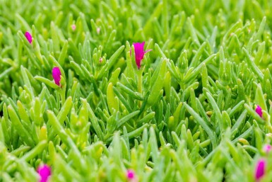 Mittagsblume Delosperma cooperi 5-10 Topf P9 Delosperma cooperi