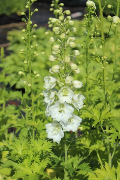 Rittersporn Delphinium pacific 'Galahad' 5-10 Topf P9 Delphinium pacific 'Galahad'