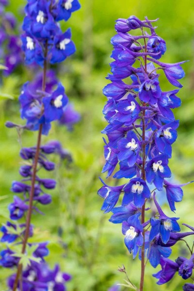 Rittersporn Delphinium pacific 'King Arthur' 5-10 Topf P9 Delphinium pacific 'King Arthur'