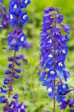 Rittersporn Delphinium pacific 'King Arthur' 5-10 Topf P9 Delphinium pacific 'King Arthur'