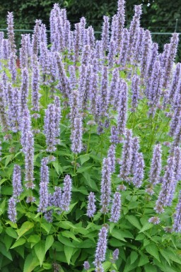 Garten-Duftnessel Agastache 'Blue Fortune' Topf Agastache 'Blue Fortune'