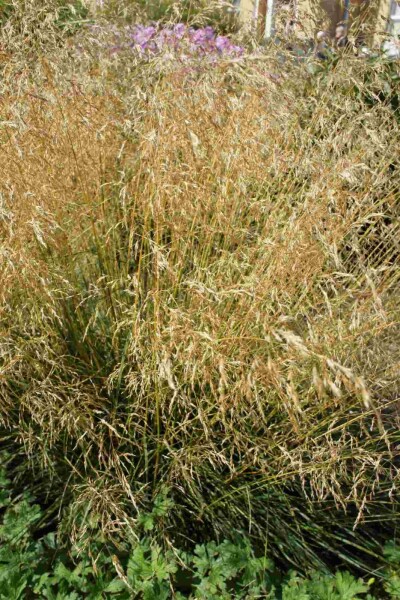 Kleine Wald-Schmiele Deschampsia cespitosa 'Palava' 5-10 Topf P9 Deschampsia cespitosa 'Palava'