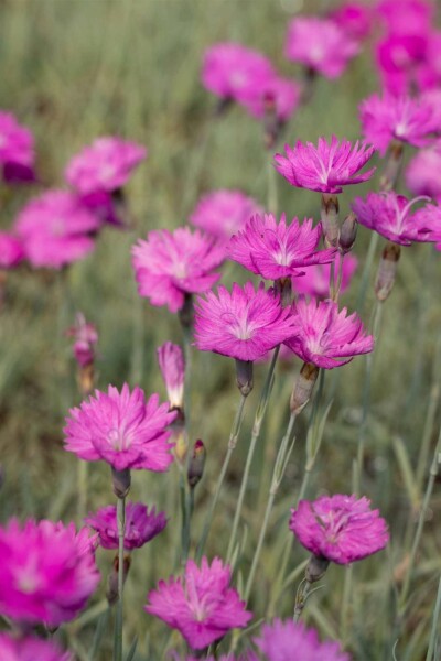 Karthäuserkraut Dianthus carthusianorum 5-10 Topf P9 Dianthus carthusianorum