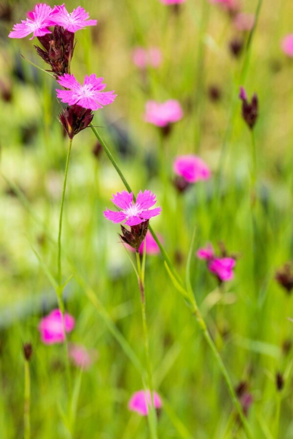 Karthäuserkraut Dianthus carthusianorum 5-10 Topf P9 Dianthus carthusianorum