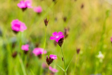 Dianthus carthusianorum