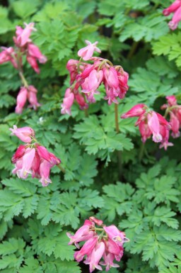 Tränendes herz Dicentra formosa 'Luxuriant' 5-10 Topf P9 Dicentra formosa 'Luxuriant'