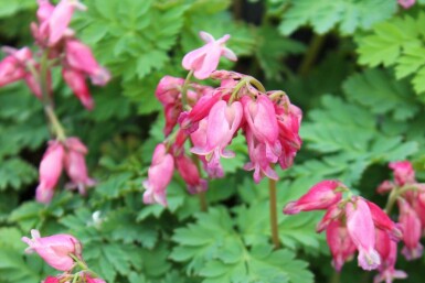 Tränendes herz Dicentra formosa 'Luxuriant' 5-10 Topf P9 Dicentra formosa 'Luxuriant'