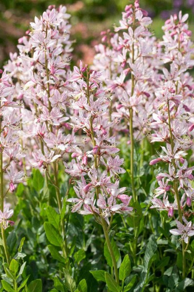 Diptam Dictamnus albus 5-10 Topf P9 Dictamnus albus