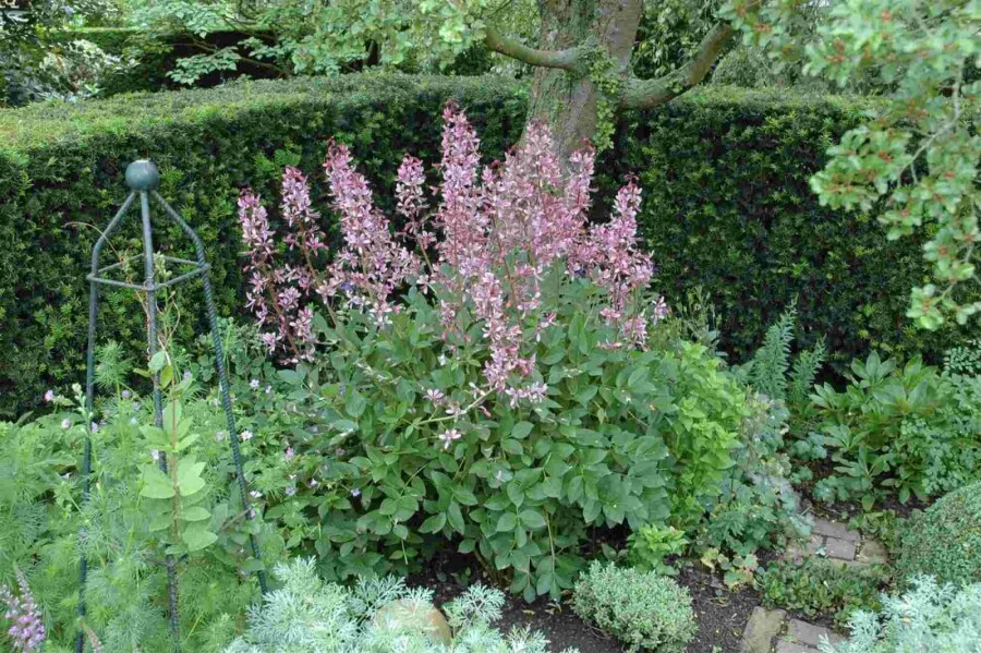 Diptam Dictamnus albus 5-10 Topf P9 Dictamnus albus