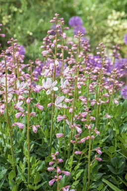 Diptam Dictamnus albus 5-10 Topf P9 Dictamnus albus