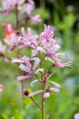 Diptam Dictamnus albus 5-10 Topf P9 Dictamnus albus