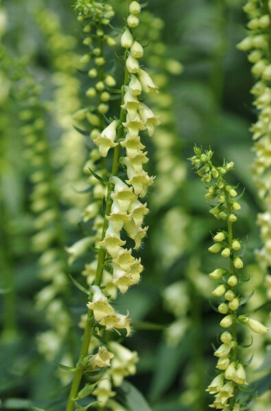Gelber fingerhut Digitalis lutea 5-10 Topf P9 Digitalis lutea