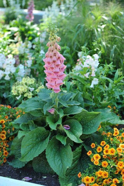 Fingerhut Digitalis 'Mertonensis' 5-10 Topf P9 Digitalis 'Mertonensis'