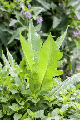 Wilde karde Dipsacus fullonum 5-10 Topf P9 Dipsacus fullonum