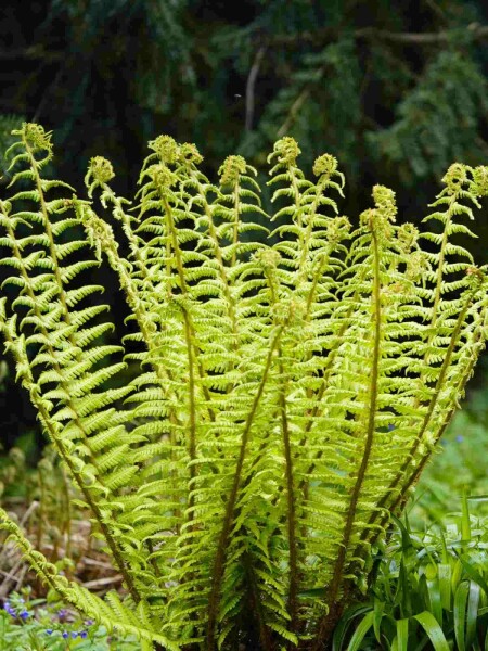 Wallichs wurmfarn Dryopteris wallichiana 5-10 Topf P9 Dryopteris wallichiana