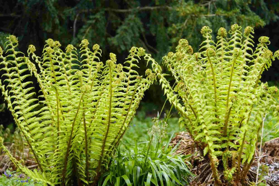 Wallichs wurmfarn Dryopteris wallichiana 5-10 Topf P9 Dryopteris wallichiana