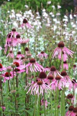 Blasser sonnenhut Echinacea pallida 5-10 Topf P9 Echinacea pallida