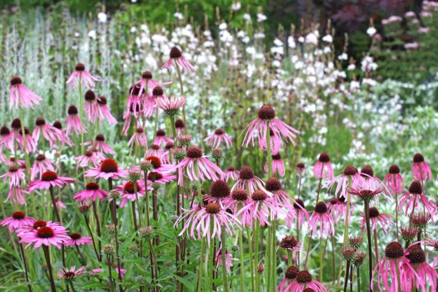 Blasser sonnenhut Echinacea pallida 5-10 Topf P9 Echinacea pallida