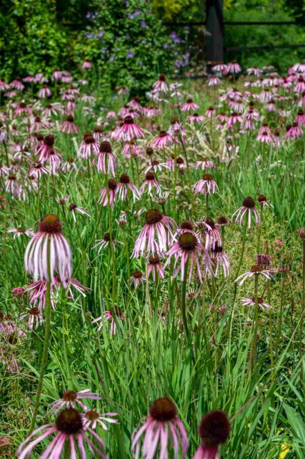 Blasser sonnenhut Echinacea pallida 5-10 Topf P9 Echinacea pallida