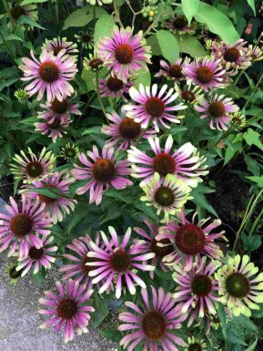 Grüner Sonnenhut Echinacea purpurea 'Green Twister' 5-10 Topf P9 Echinacea purpurea 'Green Twister'