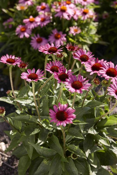 Roter sonnenhut Echinacea purpurea 'Little Magnus' 5-10 Topf P9 Echinacea purpurea 'Little Magnus'