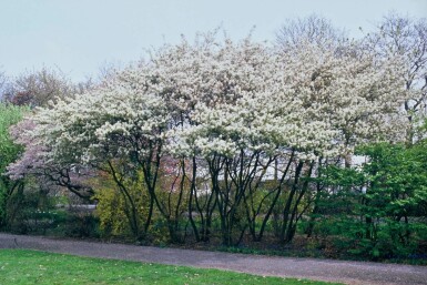 Kupfer-Felsenbirne Amelanchier lamarckii Topf Amelanchier lamarckii Strauch