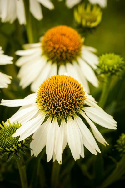 Sonnenhut Echinacea purpurea 'White Swan' 5-10 Topf P9 Echinacea purpurea 'White Swan'