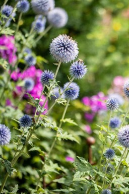 Kugeldistel Echinops bannaticus 'Blue Globe' 5-10 Topf P9 Echinops bannaticus 'Blue Globe'