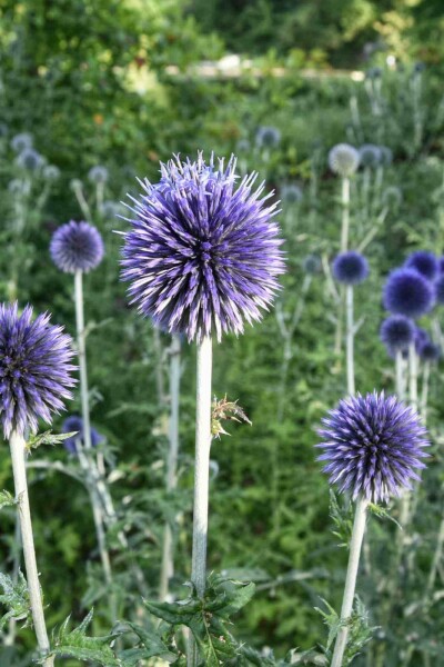 Kugeldistel Echinops bannaticus 5-10 Topf P9 Echinops bannaticus