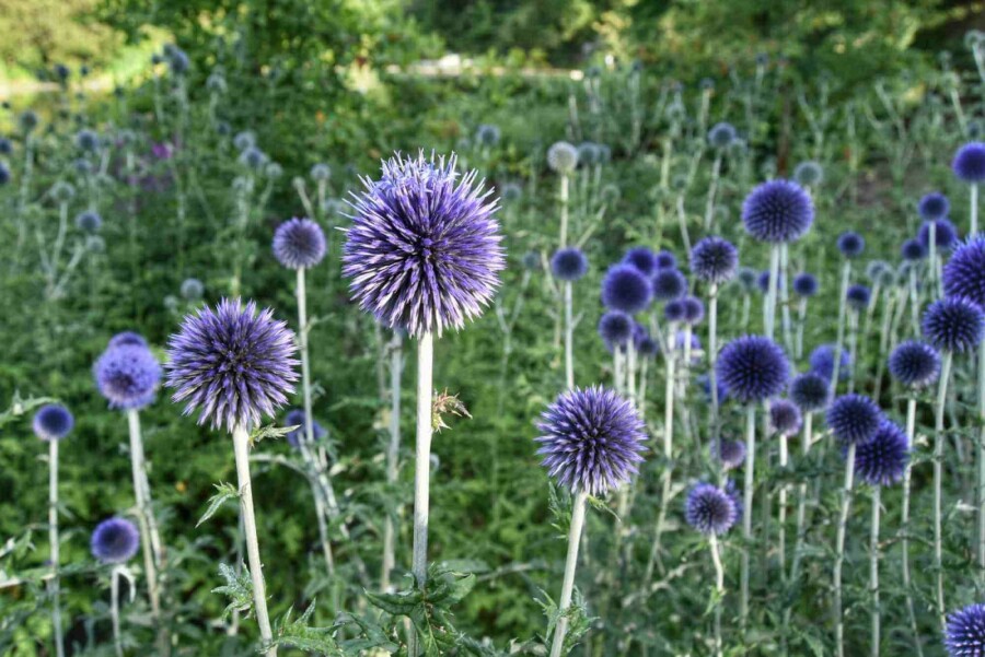 Kugeldistel Echinops bannaticus 5-10 Topf P9 Echinops bannaticus