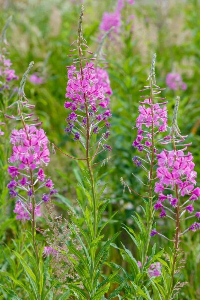 Schmalblättriges weidenröschen Epilobium angustifolium 5-10 Topf P9 Epilobium angustifolium