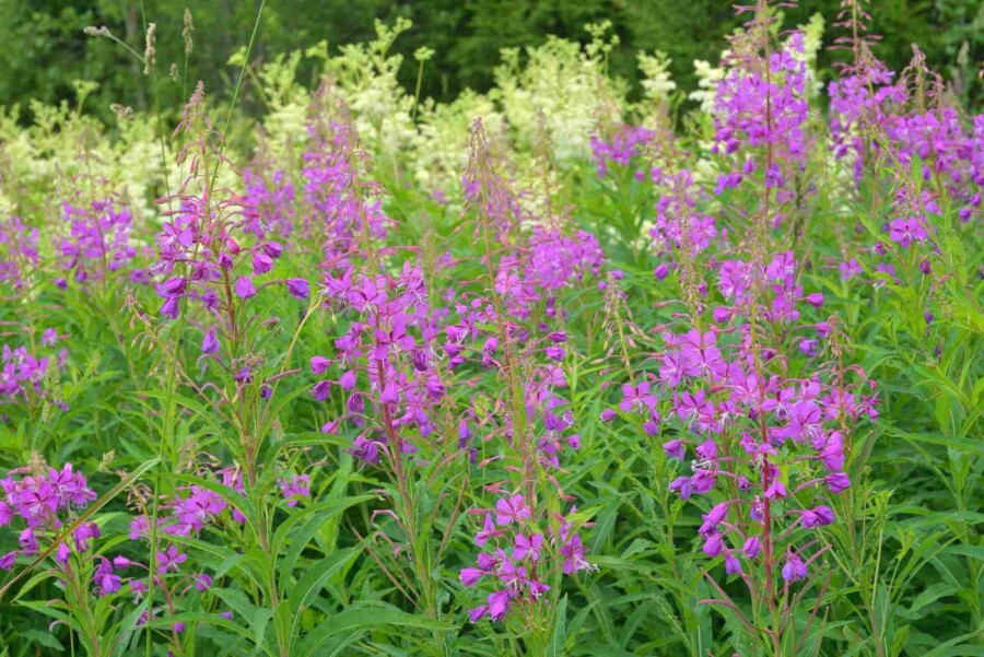 Schmalblättriges weidenröschen Epilobium angustifolium 5-10 Topf P9 Epilobium angustifolium