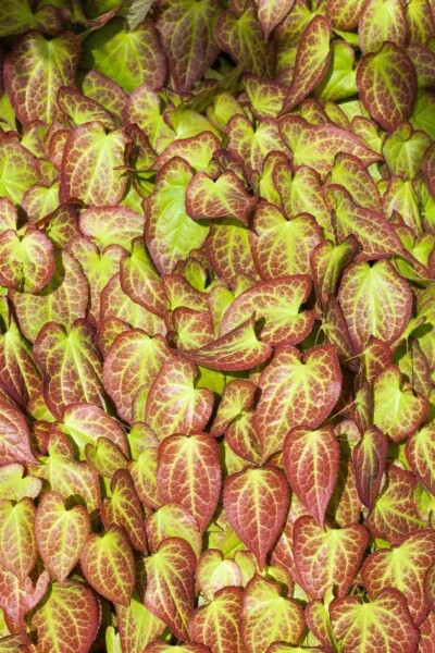 Elfenblume Epimedium grandiflorum 5-10 Topf P9 Epimedium grandiflorum