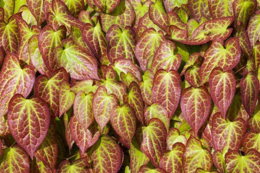 Elfenblume Epimedium grandiflorum 5-10 Topf P9 Epimedium grandiflorum